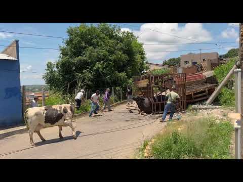 Caminhonete transportando gado bate contra poste em João Pinheiro; animais e ocupantes saem ilesos