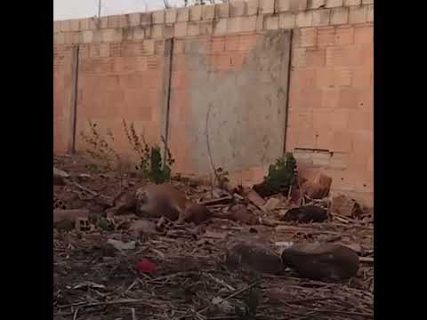 Denúncia: moradora filma cavalos presos em lote vago sem água e comida em Luizlândia do Oeste (JK)