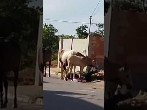 Cavalos reviram lixo no Bairro Papagaio e moradores reclamam por providências em João Pinheiro