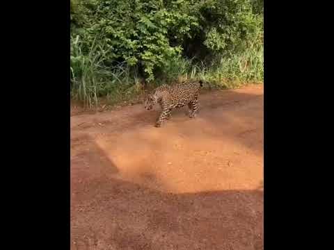 Fake: vídeo de onça passeando em estrada vicinal não é em João Pinheiro