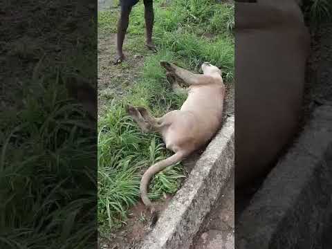 Onça parda é atropelada na BR-040 próximo ao perímetro urbano de João Pinheiro ; veja o vídeo