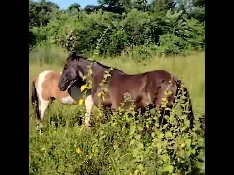 Cavalo solto na rua causa acidente e motorista pede ajuda para encontrar dono do animal