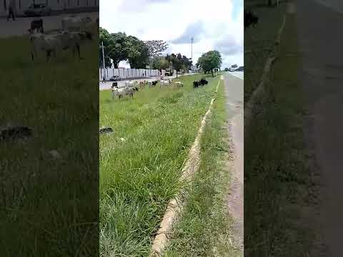 Grande quantidade de gado é flagrada caminhando livremente pelo canteiro da BR-040, em João Pinheiro