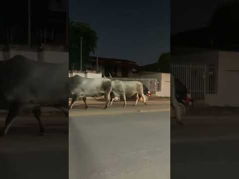 Canteiro da Avenida Mario José da Silveira é transformado em “curral” por fazendeiro