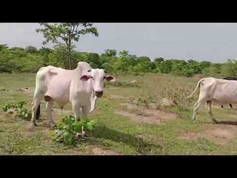 Criminosos furtam 17 cabeças de gado em fazenda na região do Diamante, em João Pinheiro