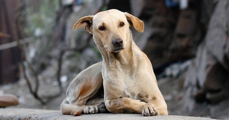 Aprovado projeto que proíbe sacrifício de cães e gatos no país