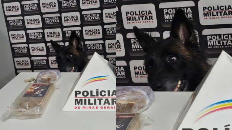 Felicidade de cão farejador da ROCCA ao localizar drogas na MGC-354 em Vazante diverte a internet